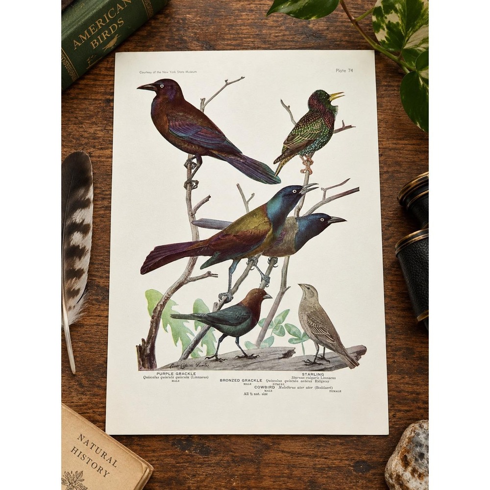 Louis Fuertes Purple Bronzed Grackles Cowbird Starling 1936 Bird Plate Wall Art